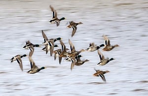 Birds flying.
