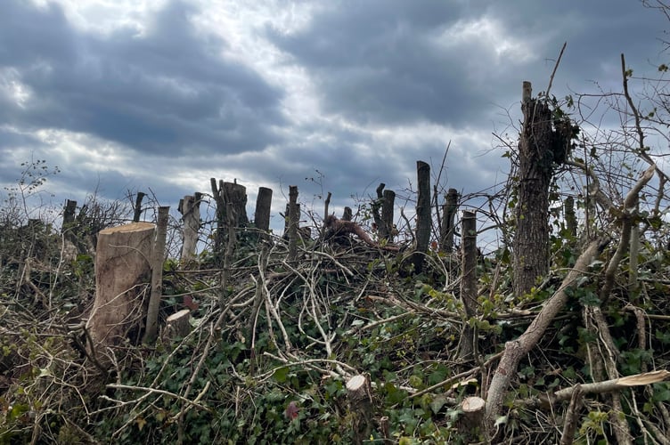 Where some of the trees have been felled adjoining a footpath off Four Mills Lane.  AQ 5545
