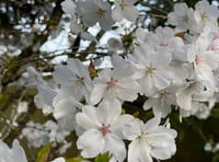 Leadership, Love and Easter, by District Councillor Elizabeth Lloyd
