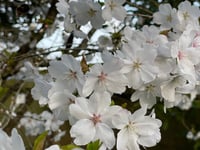 Leadership, Love and Easter, by District Councillor Elizabeth Lloyd
