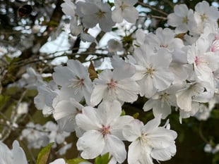 Leadership, Love and Easter, by District Councillor Elizabeth Lloyd
