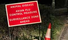 Defra confirms ’devastating’ avian flu in the Crediton area
