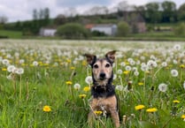 Lost terrier found down a rabbit hole 56 hours after going missing