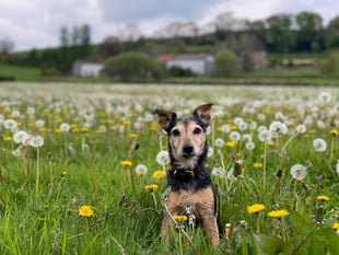 Lost terrier found down a rabbit hole 56 hours after going missing