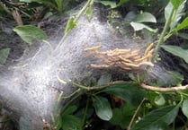 Look out for swags of what looks like spiders webs in local hedgerows
