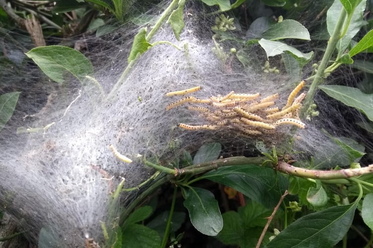 Spindle Ermine Moth caterpillars in their webs.
