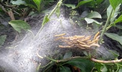Look out for swags of what looks like spiders webs in local hedgerows
