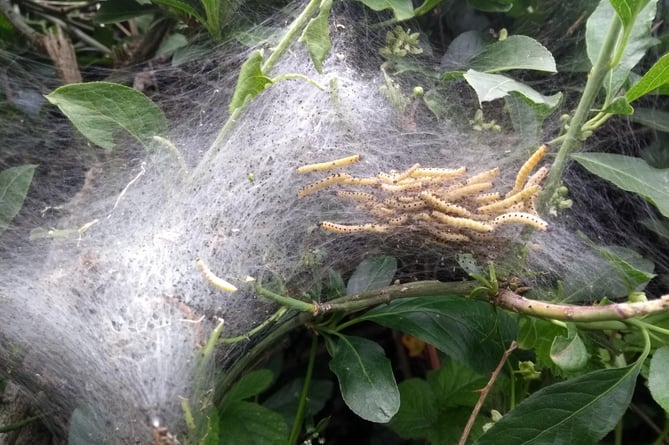 Spindle Ermine Moth caterpillars in their webs.
