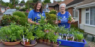 Plant sale in aid of Crediton Friends of FORCE
