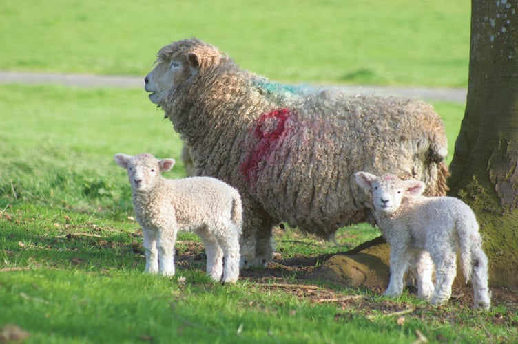 Sheep 431_3177.JPG