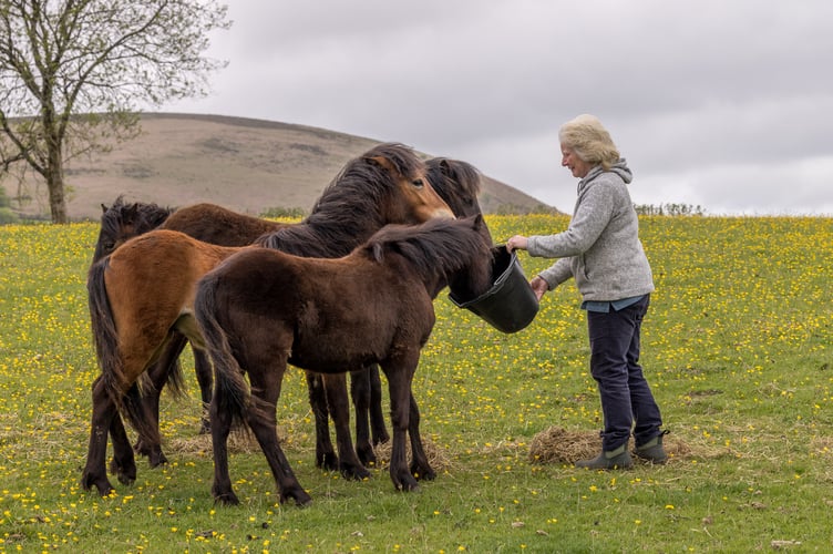 Pictured with the foals is Dartmoor farmer and pony breeder Margaret Rogers who lives at Widecombe-in-the-Moor with her husband Michael. Photo: Malcolm Snelgrove