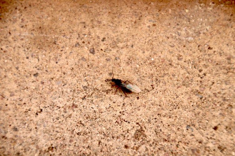 Flying Ants