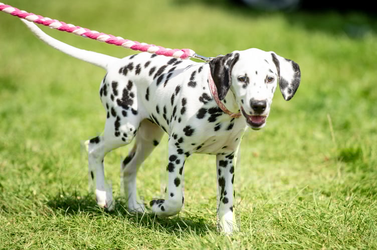 KCIAF 2019 - random shots around the rings *** Local Caption *** Kennel Club use, must CREDIT photographer!