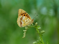 Good news for rare butterfly on Dartmoor
