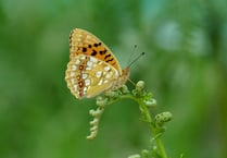 Good news for rare butterfly on Dartmoor
