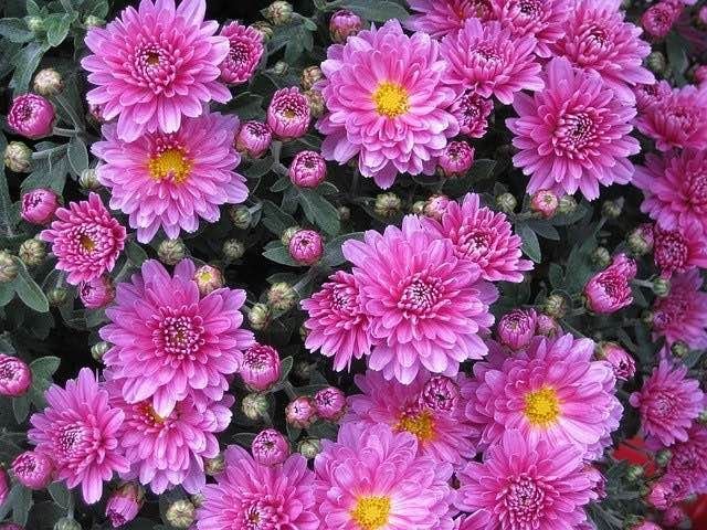 Crediton Flower Club
