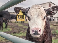 Letter: Applaud Exeter Council's plant-based catering decision
