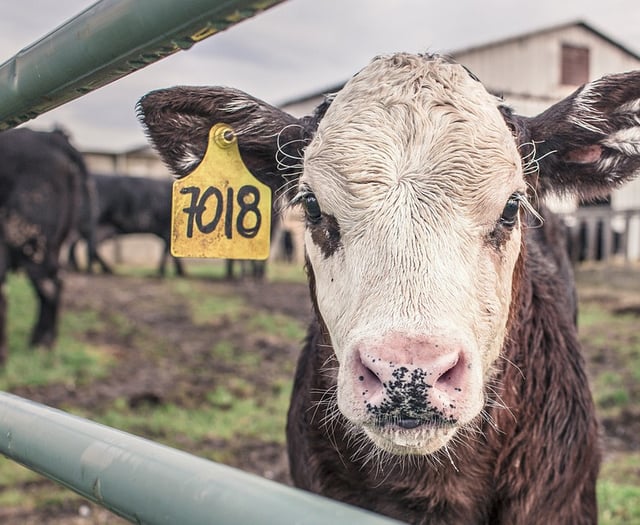 Letter: Applaud Exeter Council's plant-based catering decision
