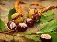 It's time for Charlie’s Conker Challenge!
