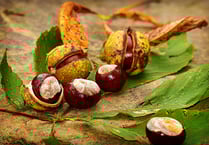 It's time for Charlie’s Conker Challenge!
