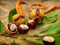 It's time for Charlie’s Conker Challenge!
