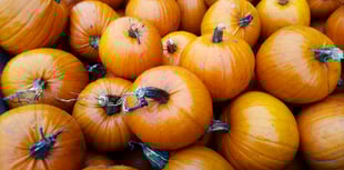Pick-your-own Pumpkin Festival at Thorne’s Farm Shop