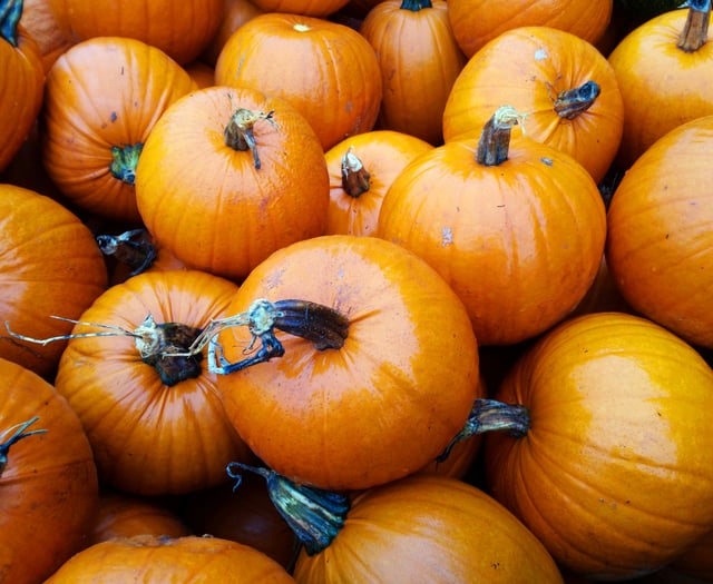 Pick-your-own Pumpkin Festival at Thorne’s Farm Shop