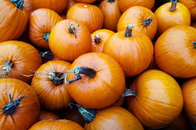 Pick-your-own pumpkins