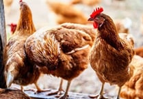 Birds must be kept indoors to stop spread of bird flu
