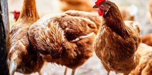 Birds must be kept indoors to stop spread of bird flu
