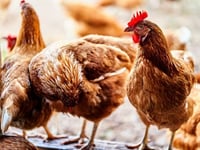 Birds must be kept indoors to stop spread of bird flu
