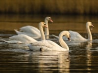 It’s not just turkeys that are affected by Avian Flu
