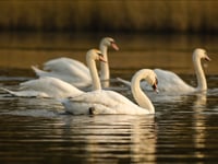 It’s not just turkeys that are affected by Avian Flu