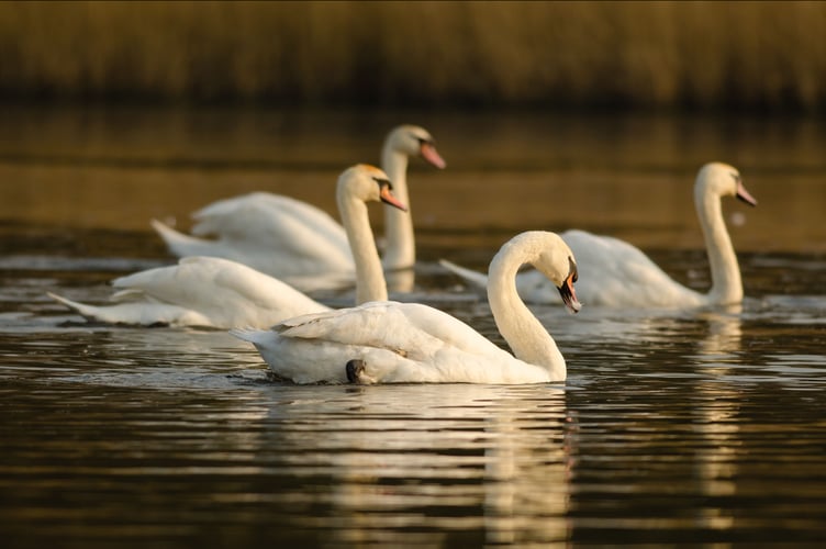 Swans
