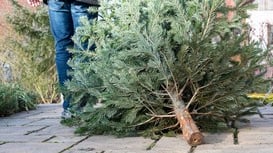 Recycle your real Christmas Tree