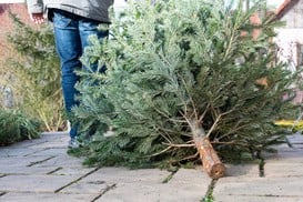 Recycle your real Christmas Tree