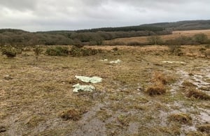 Trampling of the habitat by cattle owned by David Rillie has left the SSSI in an unfavourable condition.  Photo: Natural England

