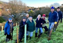 More trees to be planted by Sustainable Crediton during February half-term