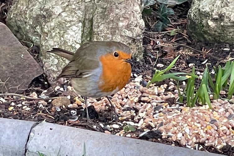 The robin caught on camera.