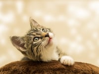 Nominate your furry friend for Cat Awards
