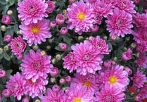 Cheriton Fitzpaine Garden Club AGM