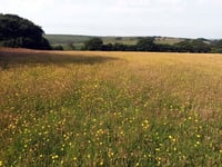 Exmoor landscapes funding joy
