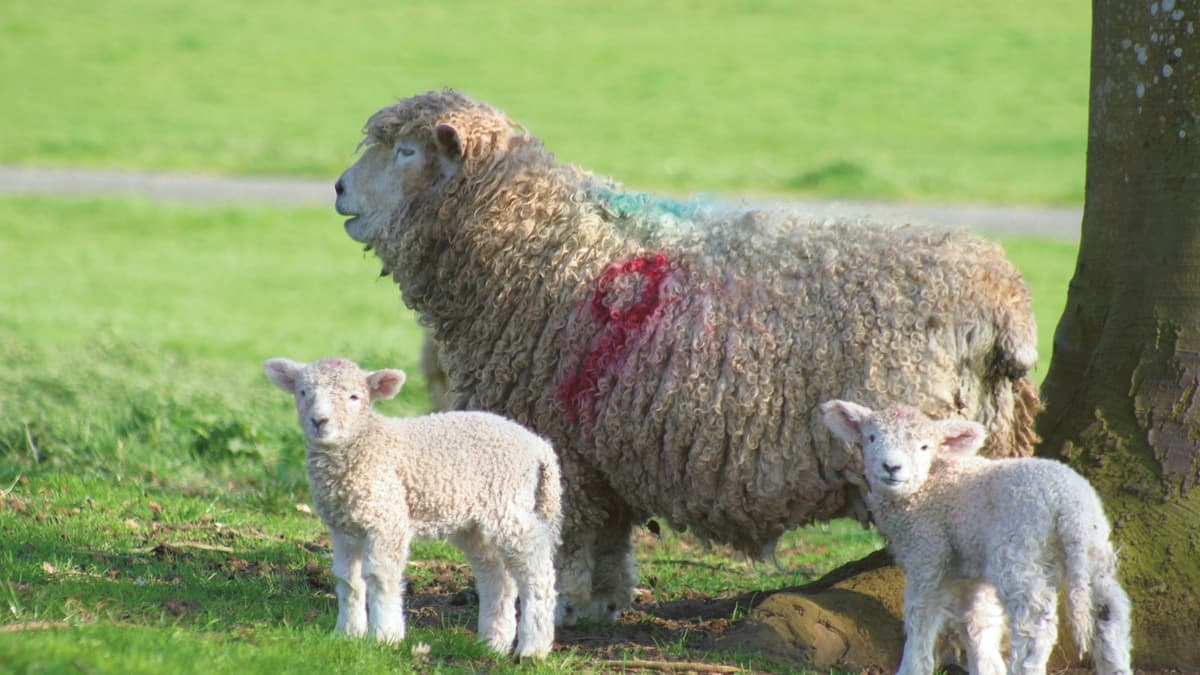 Farmers urged to be vigilant after lambs theft