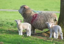South West farmers fear rising dog attacks this Easter
