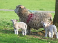 Fresh calls for responsible dog ownership ahead of lambing season 
