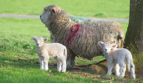 Fresh calls for responsible dog ownership ahead of lambing season 
