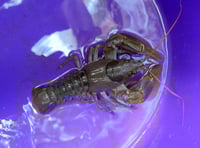 Plan to be developed to save endangered Crayfish in the Creedy! 
