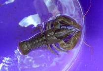 Plan to be developed to save endangered Crayfish in the Creedy! 
