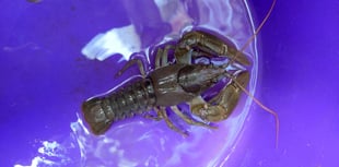 Plan to be developed to save endangered Crayfish in the Creedy! 
