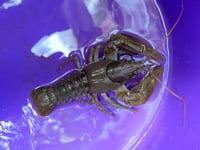 Plan to be developed to save endangered Crayfish in the Creedy! 
